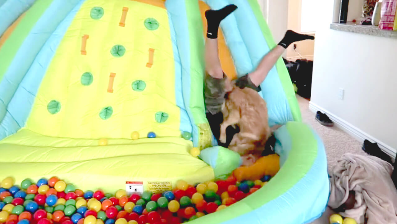 ゴールデンレトリーバー,動画