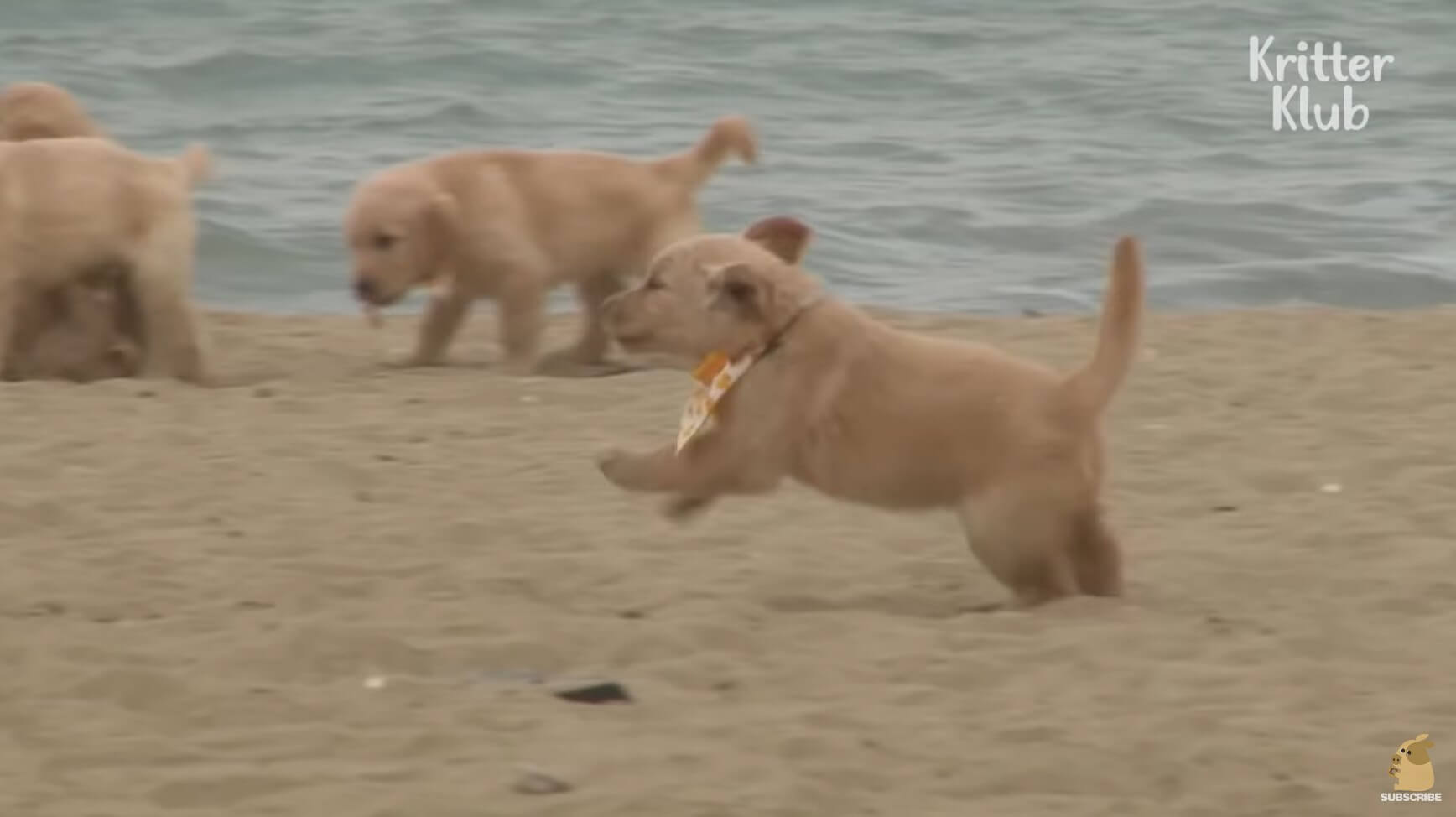 ゴールデンレトリーバー,動画