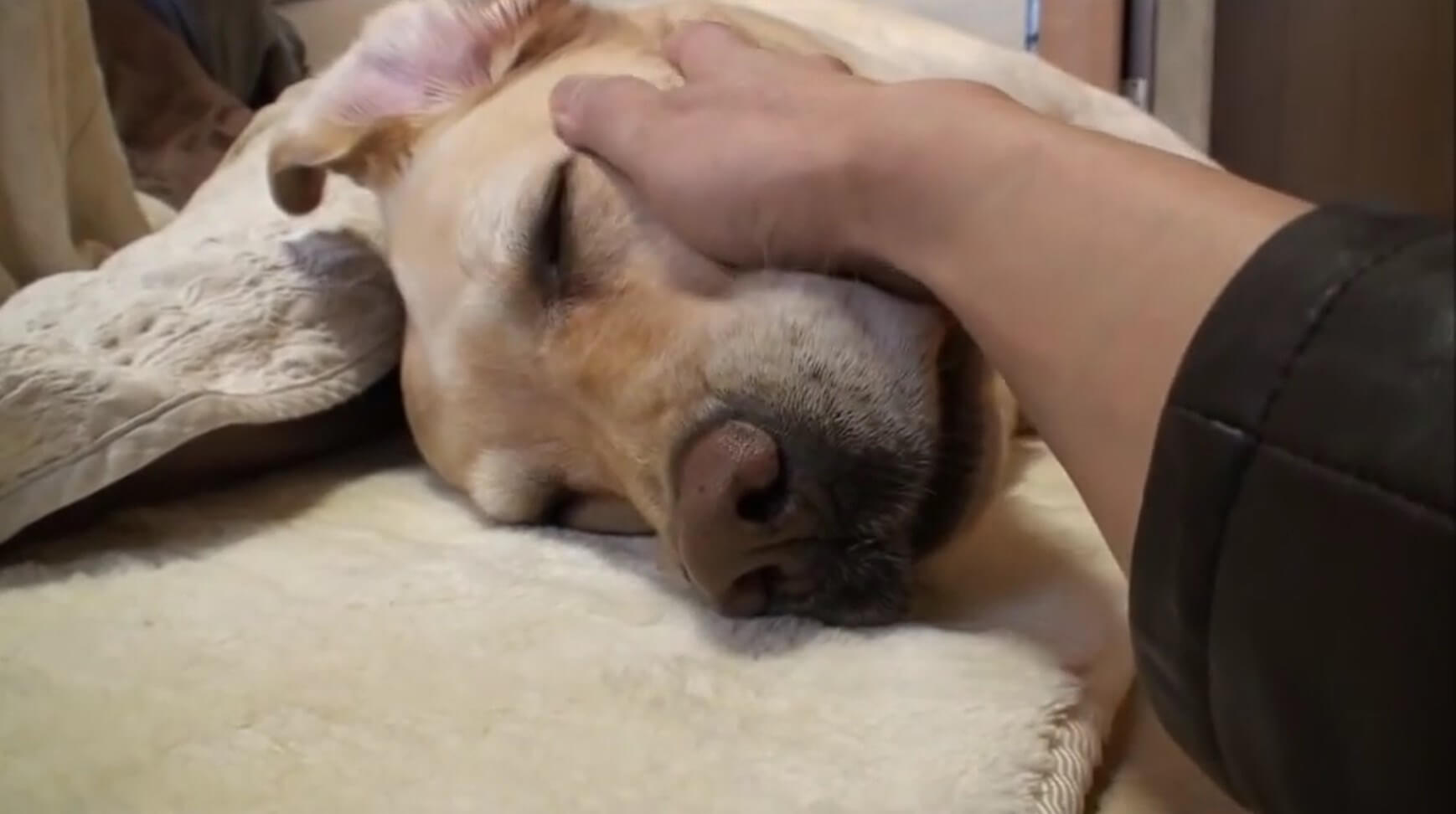 ラブラドールレトリーバー,動画