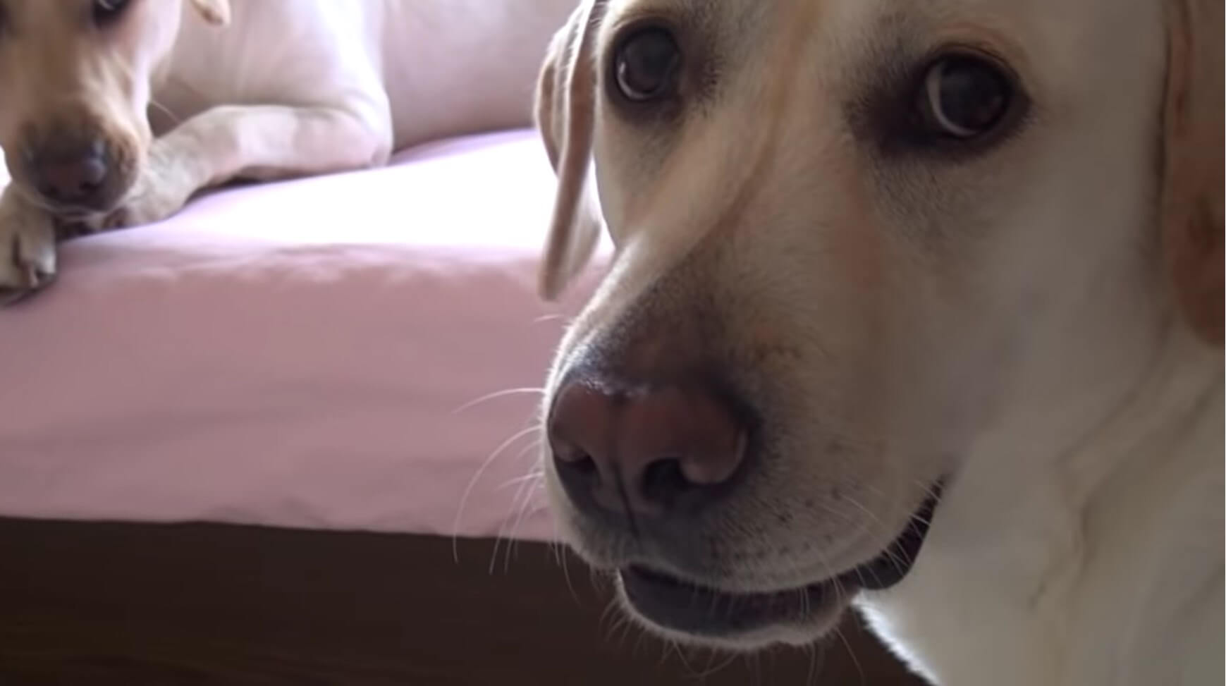 ラブラドールレトリーバー,動画