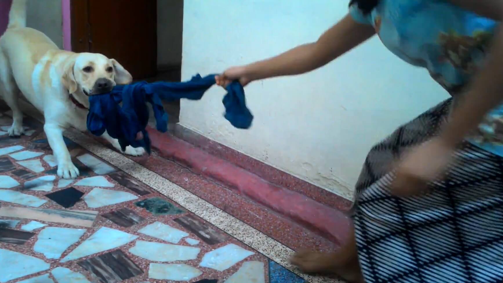 ラブラドールレトリーバー,動画