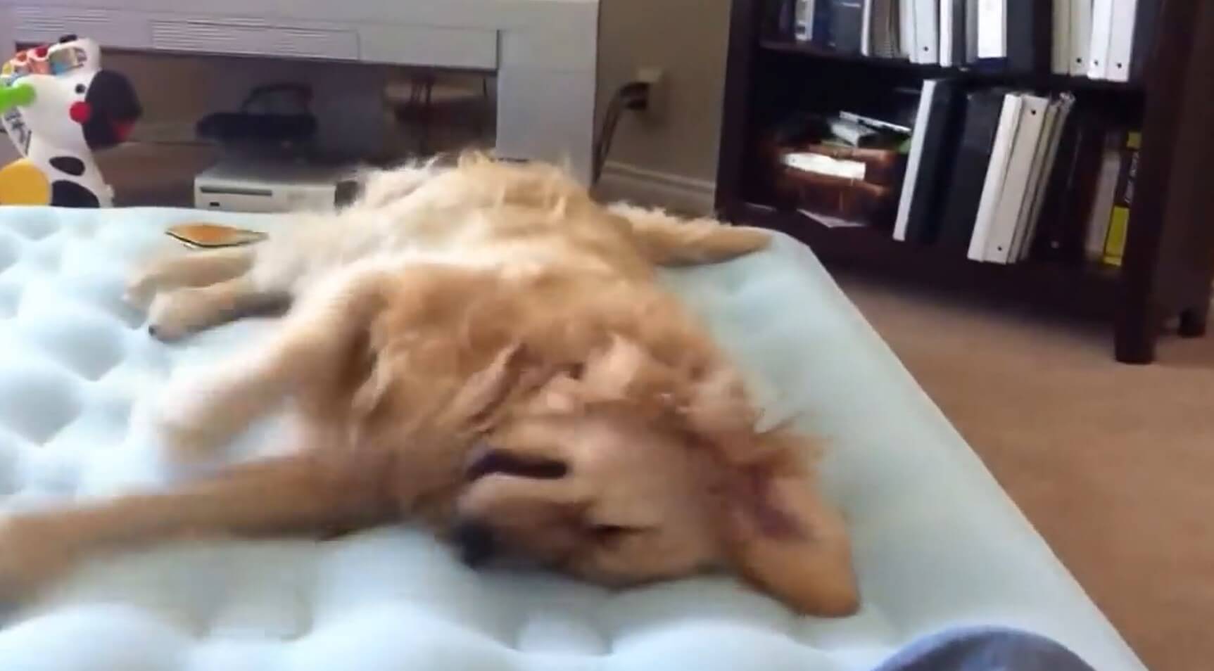 ゴールデンレトリーバー,動画