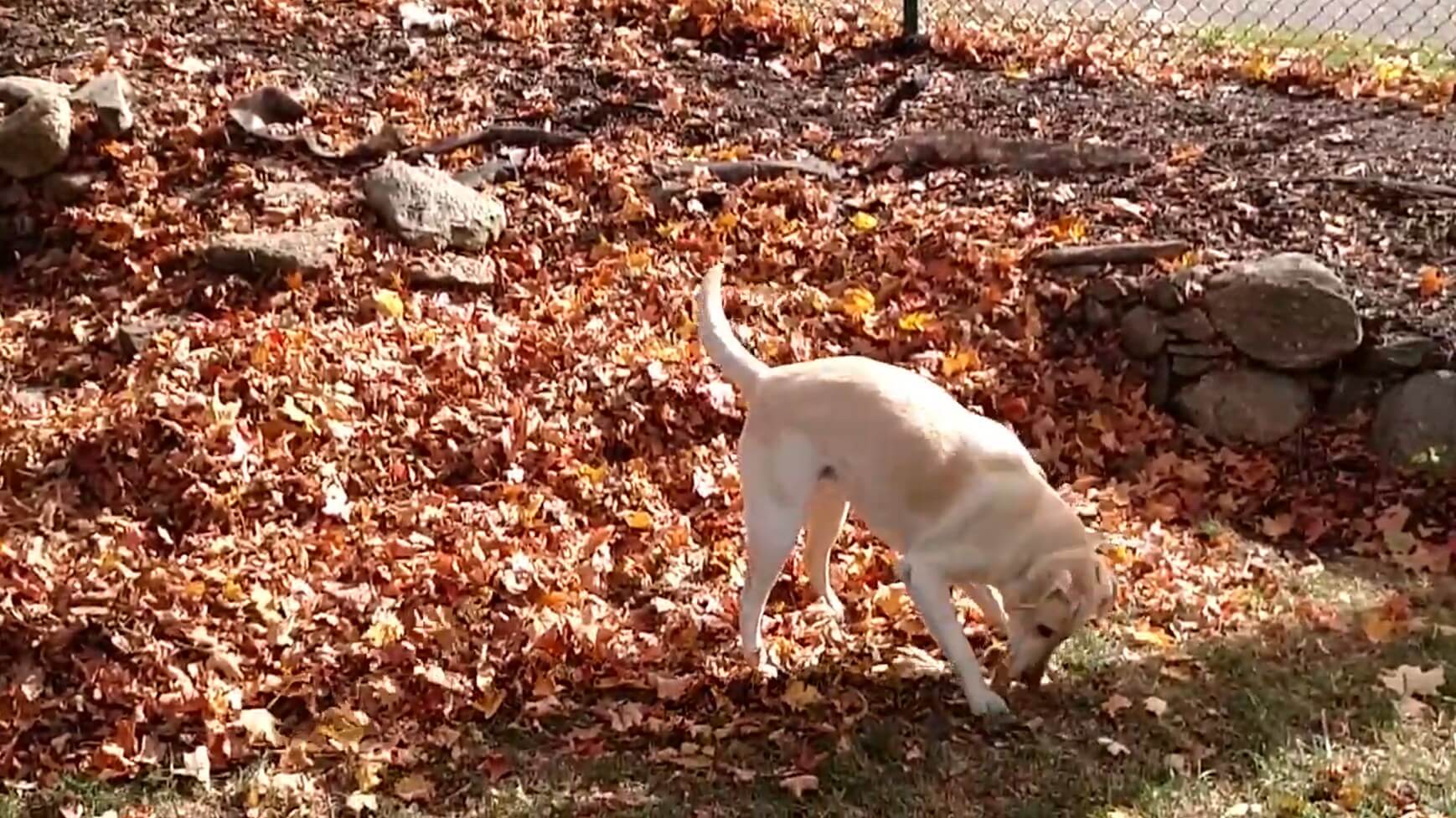 ラブラドールレトリーバー,動画