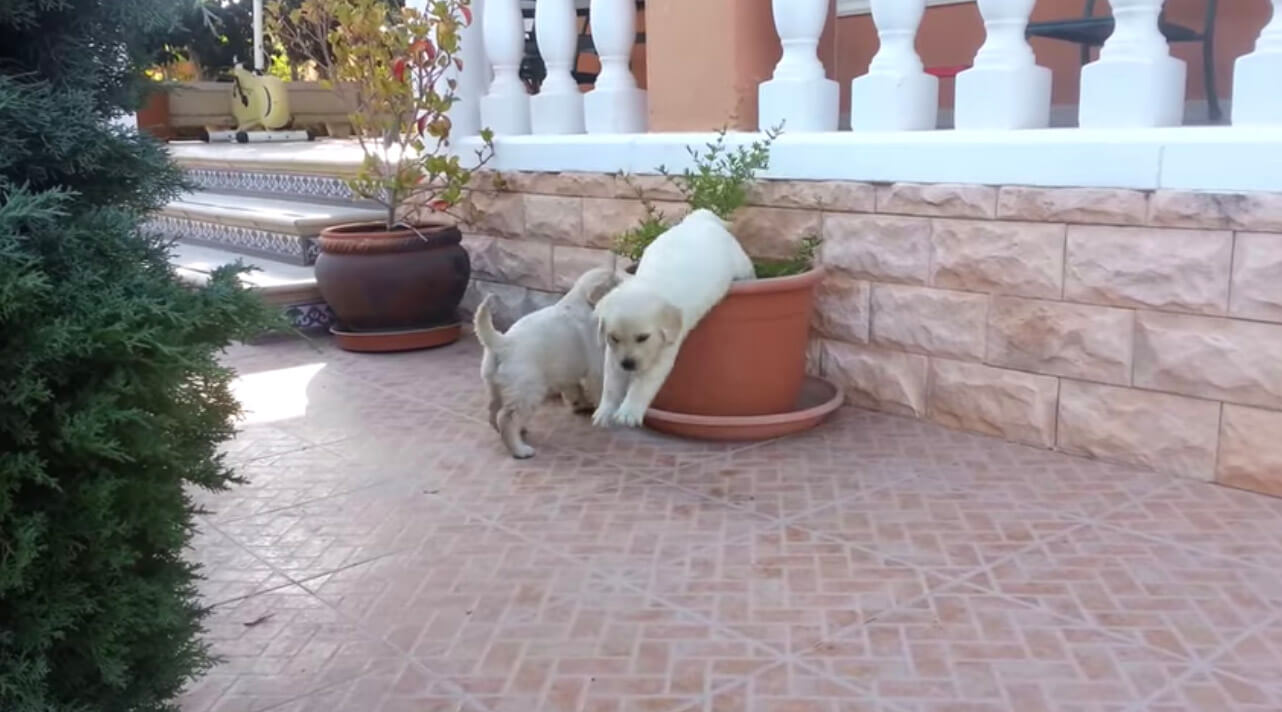 ラブラドールレトリーバー,動画