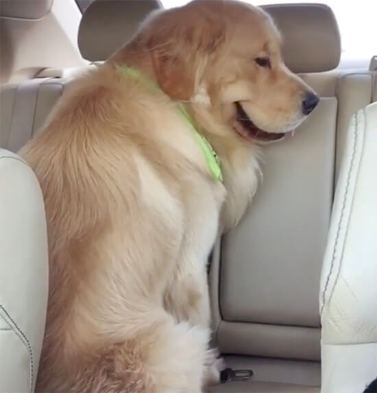 ゴールデンレトリーバー,動画