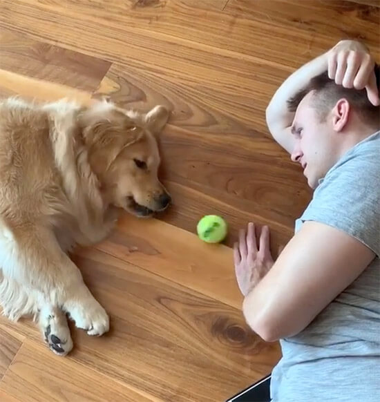 ゴールデンレトリーバー,動画