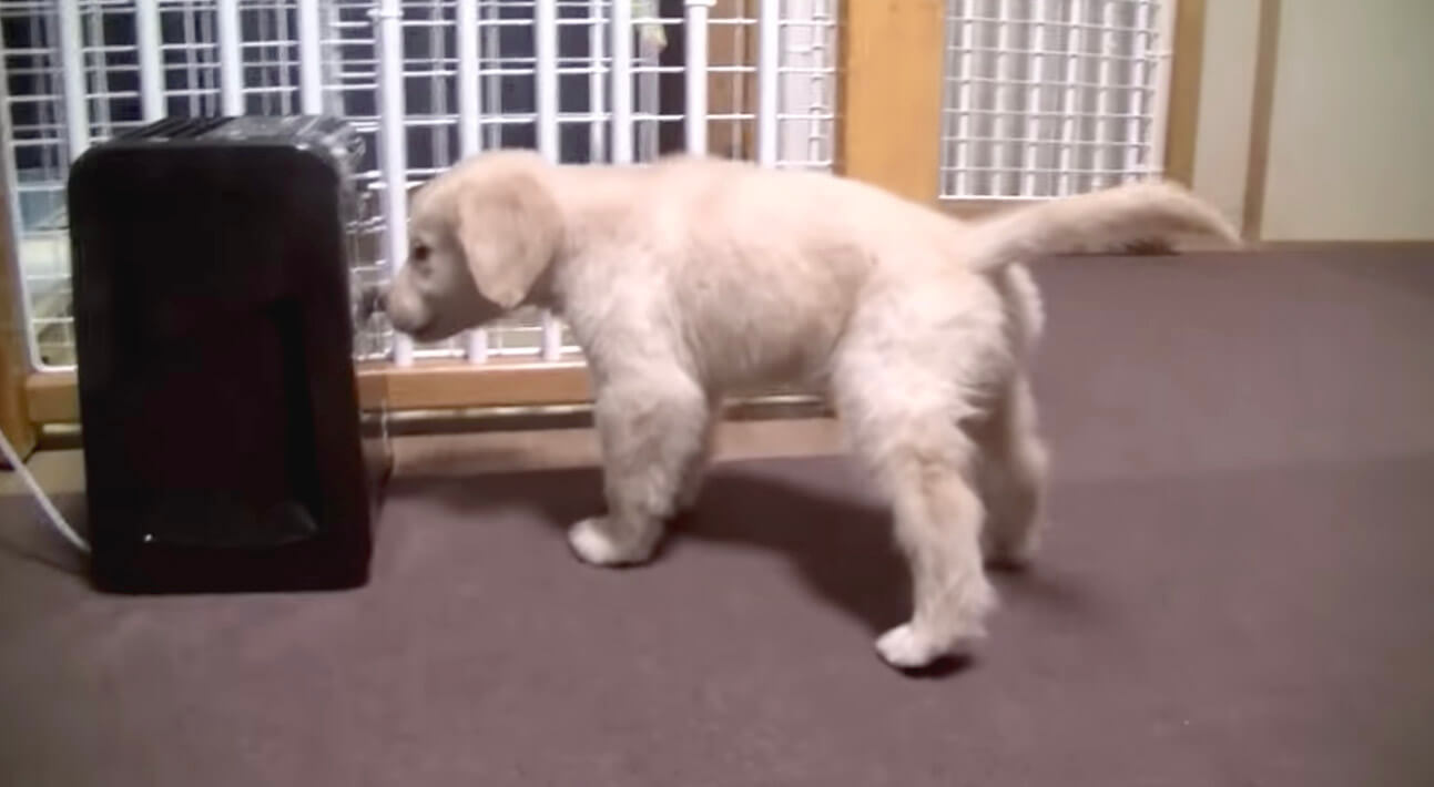 ゴールデンレトリーバー,動画