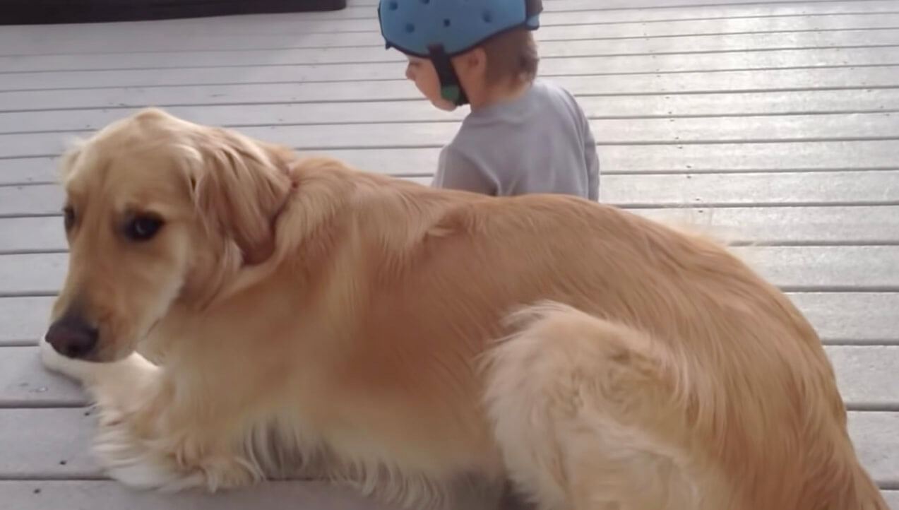 ゴールデンレトリーバー,動画