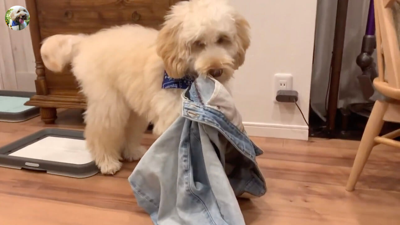 ラブラドゥードル,動画