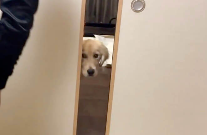 ゴールデンレトリーバー,動画