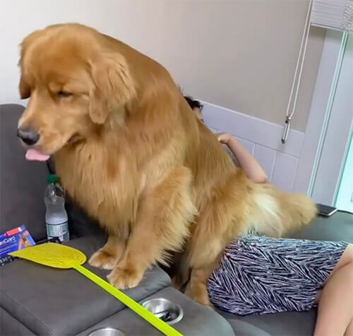 ゴールデンレトリーバー,動画