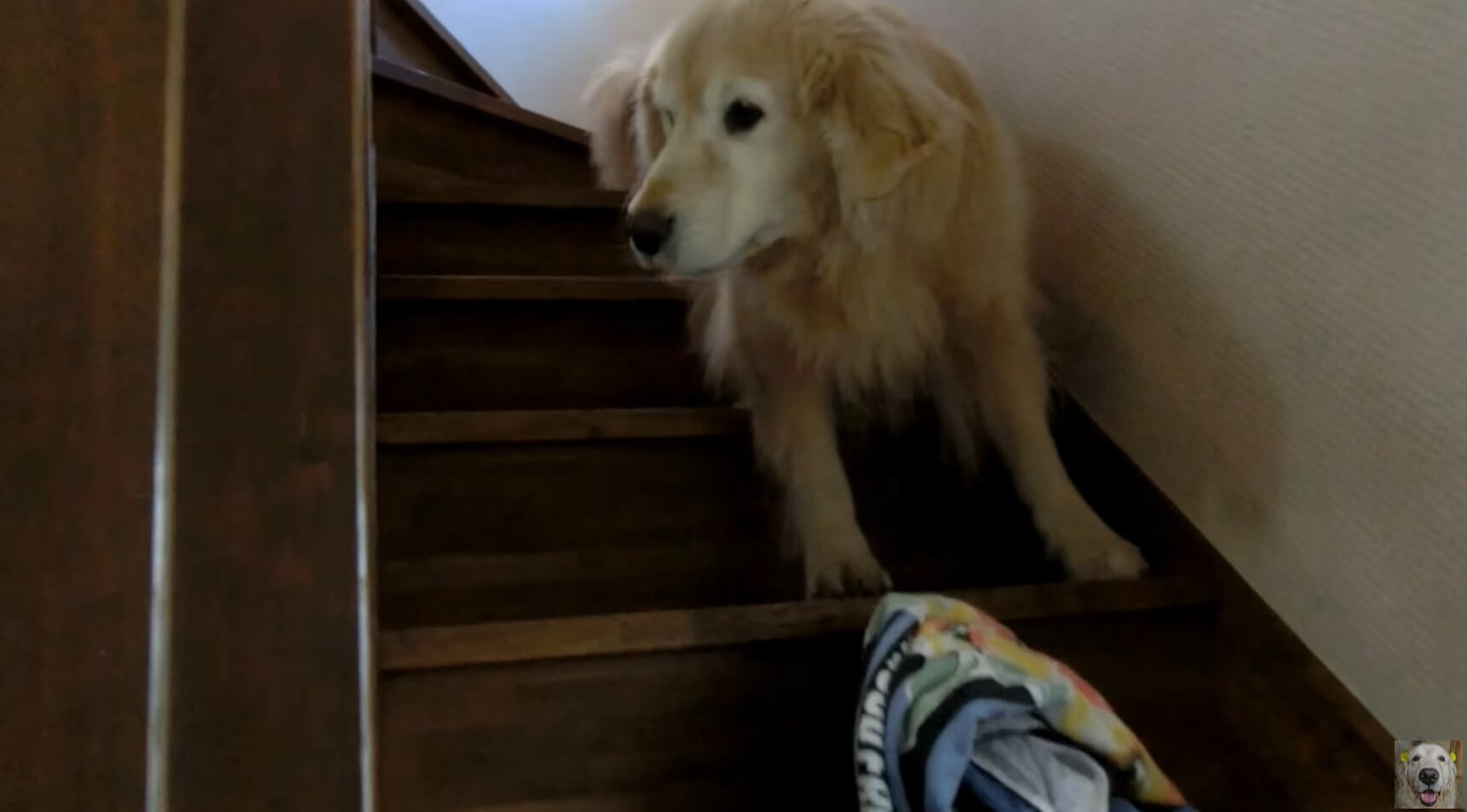 ゴールデンレトリーバー,動画