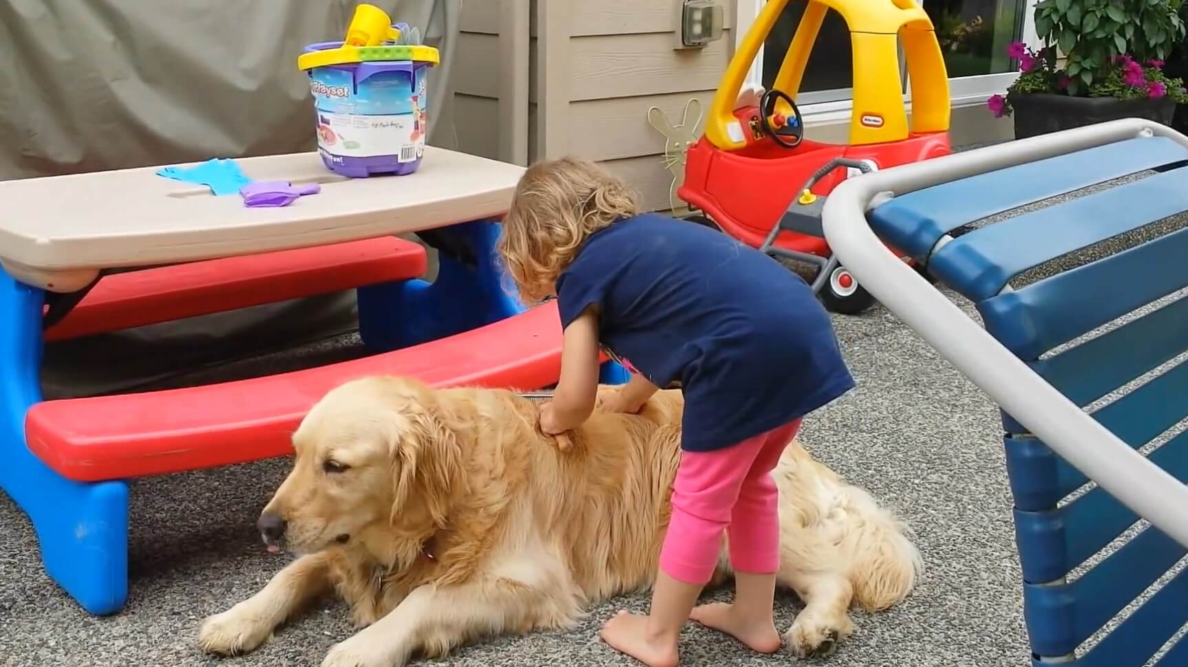 ゴールデンレトリーバー,動画