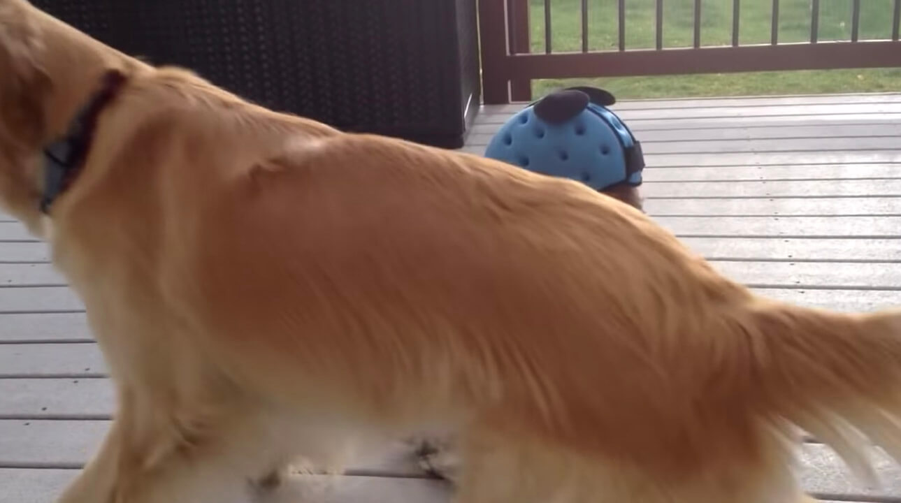 ゴールデンレトリーバー,動画