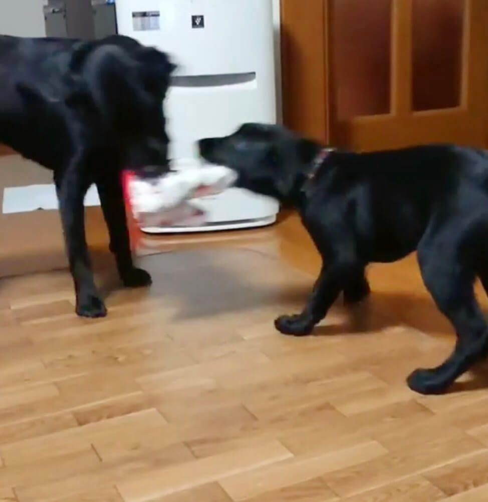 ラブラドールレトリーバー,動画