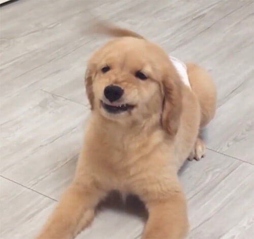 ゴールデンレトリーバー,動画