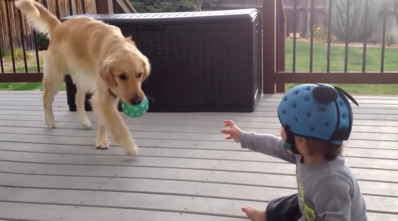 ゴールデンレトリーバー,動画