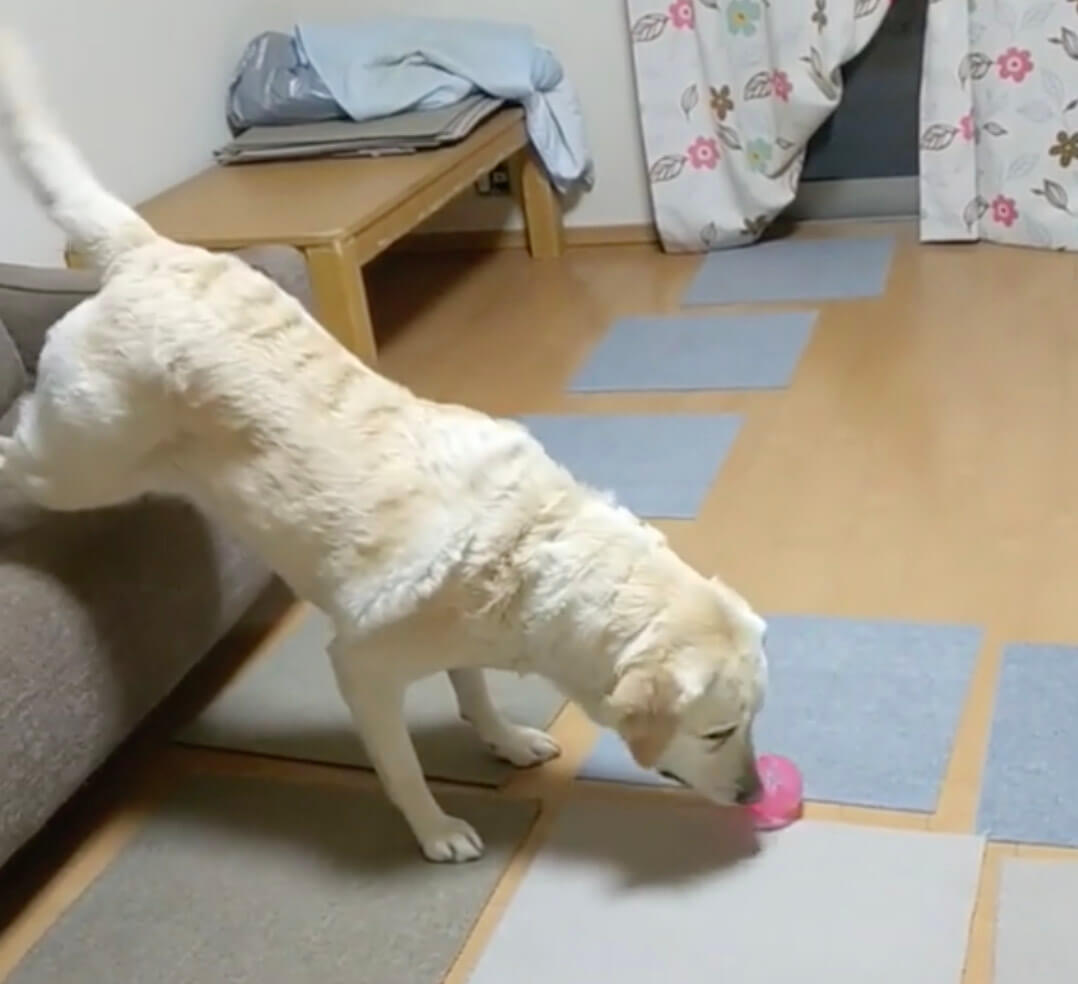 ラブラドールレトリーバー,動画