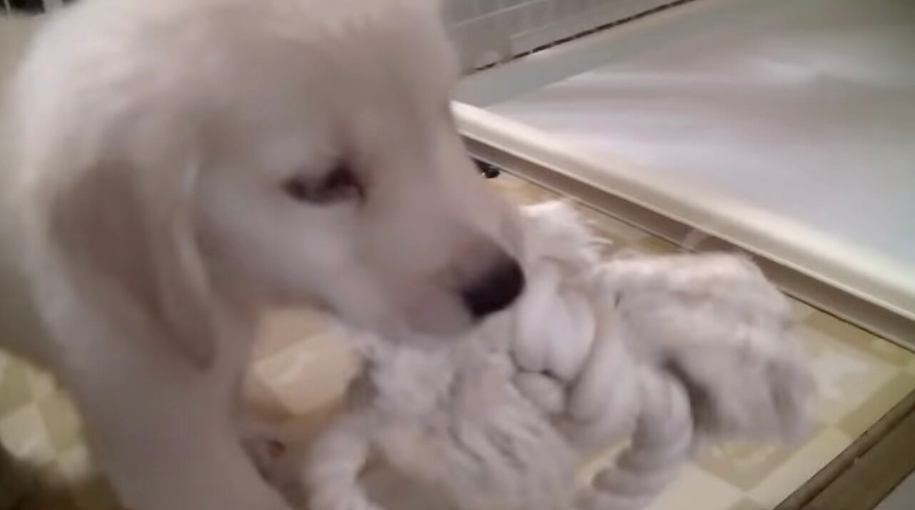 ゴールデンレトリーバー,動画