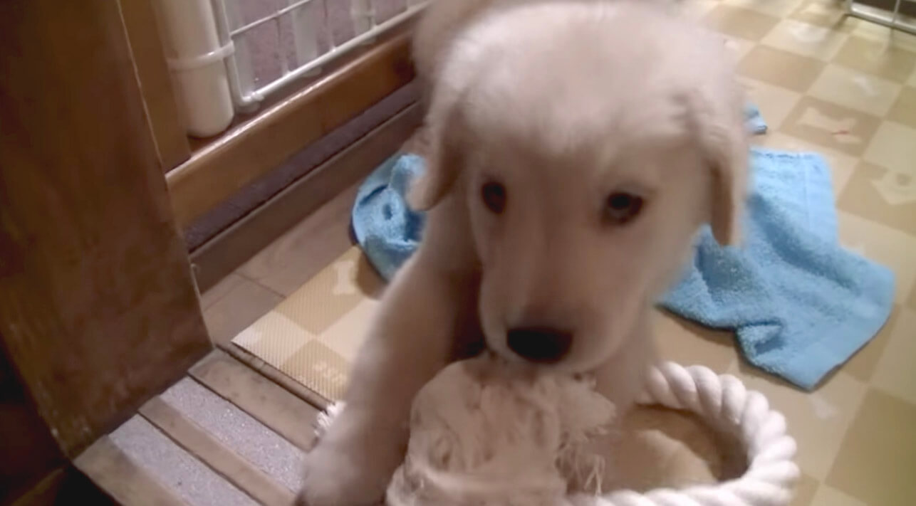 ゴールデンレトリーバー,動画