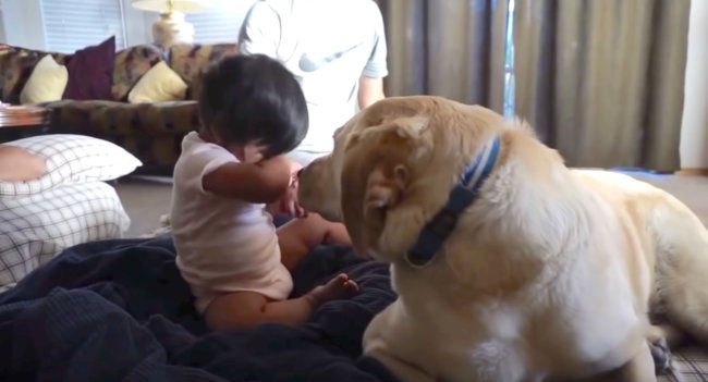 ラブラドール,動画