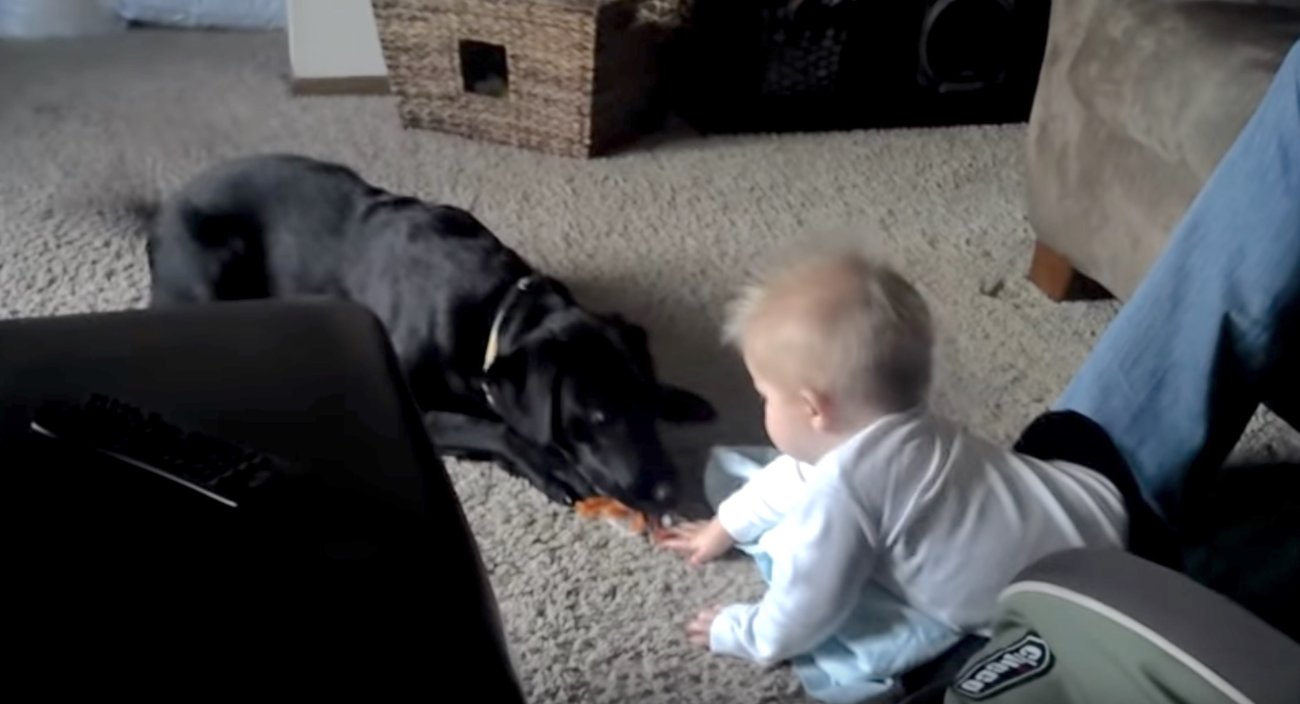 ラブラドールレトリーバー,動画