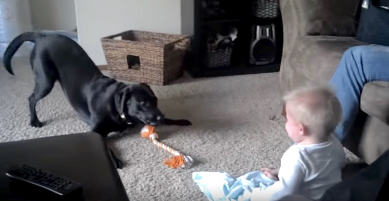 ラブラドールレトリーバー,動画