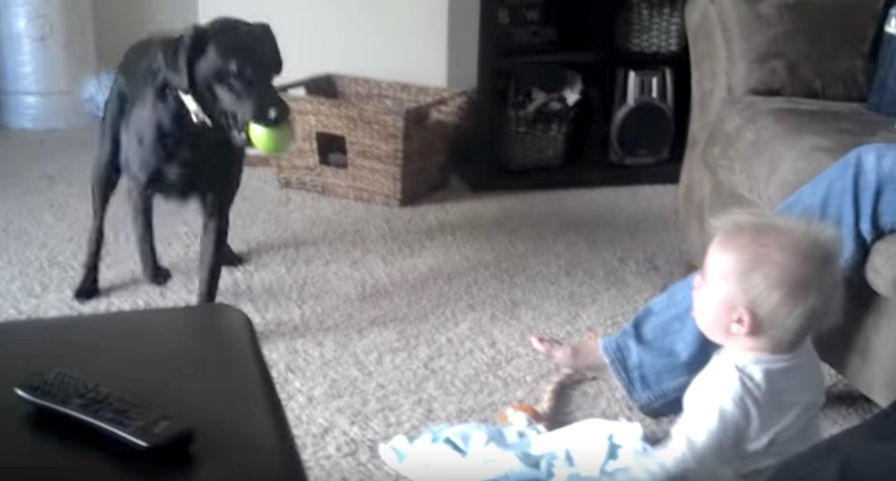 ラブラドールレトリーバー,動画