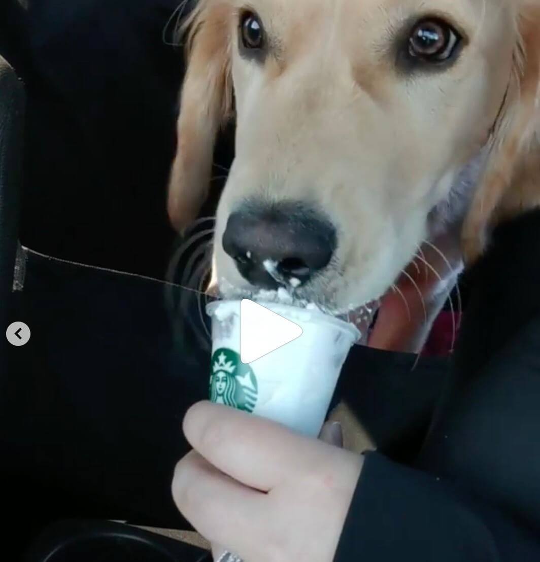 ゴールデンレトリーバー,動画