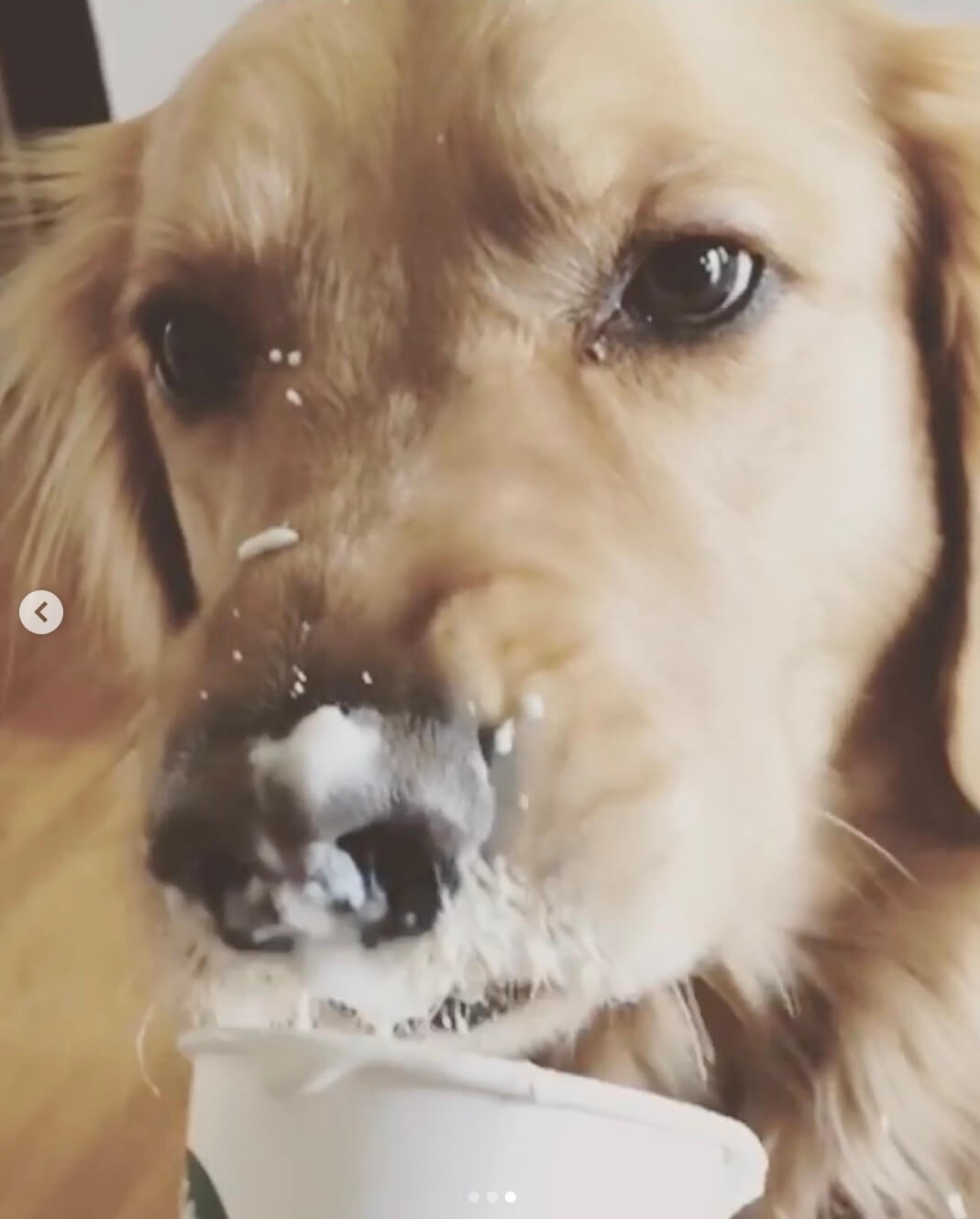 ゴールデンレトリーバー,動画