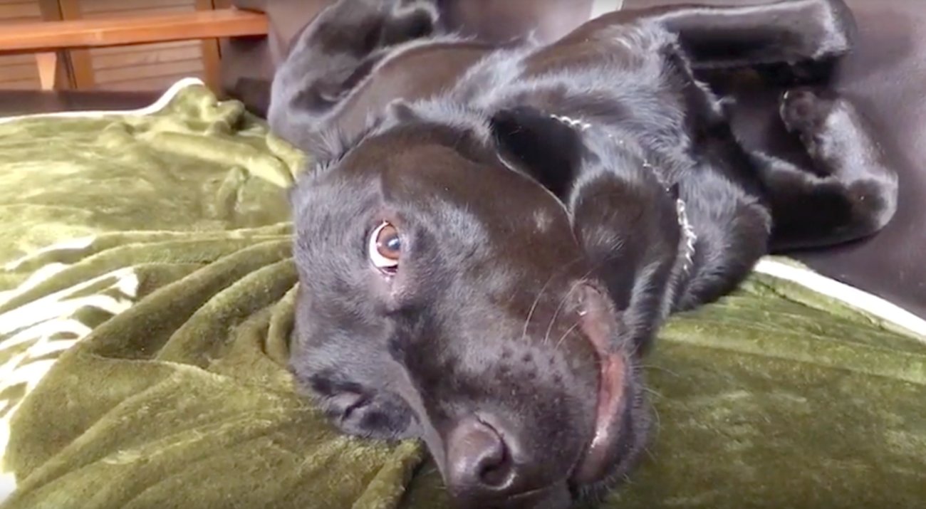 ラブラドールレトリーバー,動画