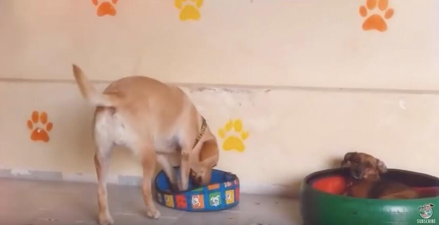 ラブラドールレトリーバー,動画