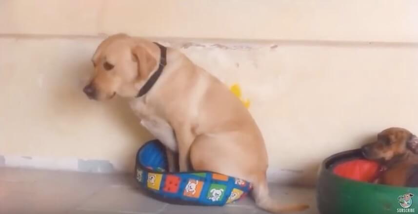 ラブラドールレトリーバー,動画