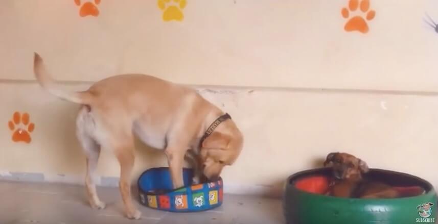 ラブラドールレトリーバー,動画