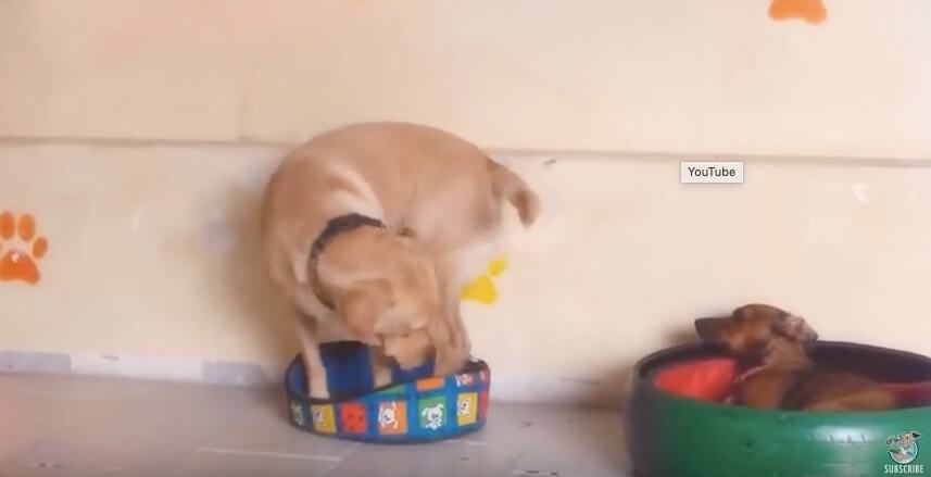 ラブラドールレトリーバー,動画