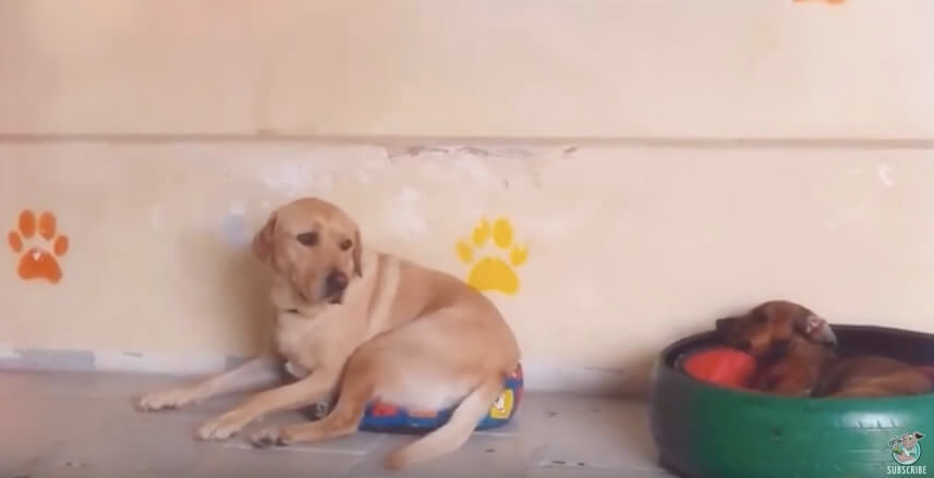 ラブラドールレトリーバー,動画