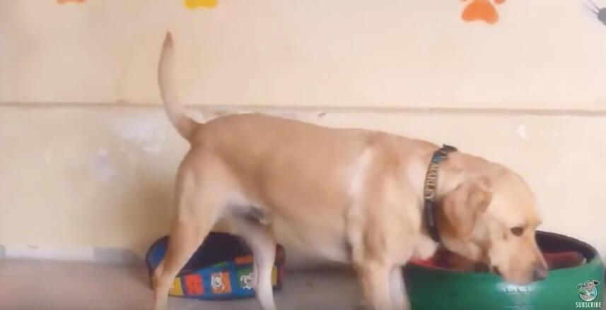 ラブラドールレトリーバー,動画