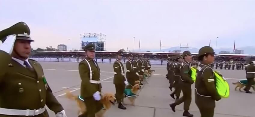 ゴールデンレトリーバー,動画