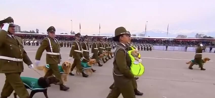 ゴールデンレトリーバー,動画