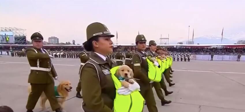 ゴールデンレトリーバー,動画