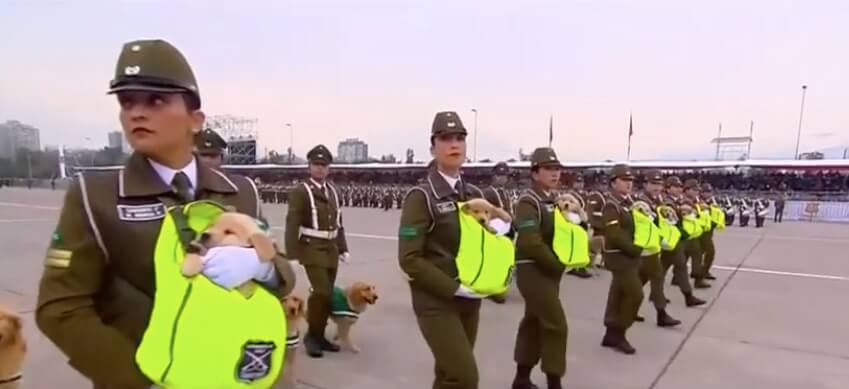 ゴールデンレトリーバー,動画