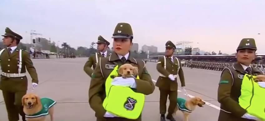 ゴールデンレトリーバー,動画