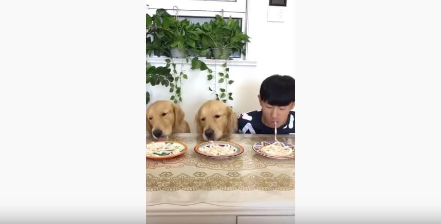 ゴールデンレトリーバー,動画