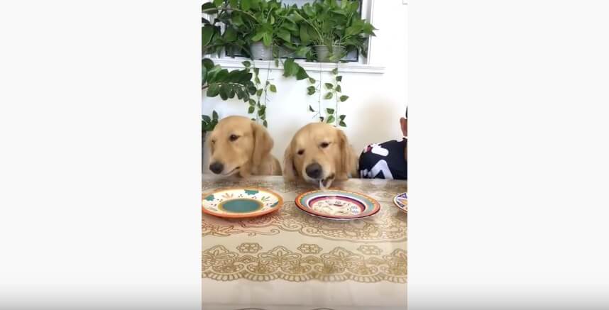 ゴールデンレトリーバー,動画