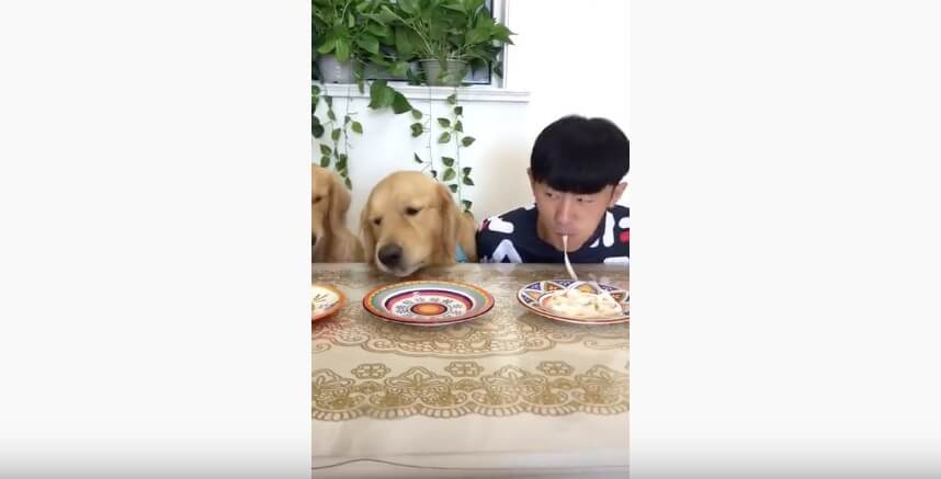 ゴールデンレトリーバー,動画