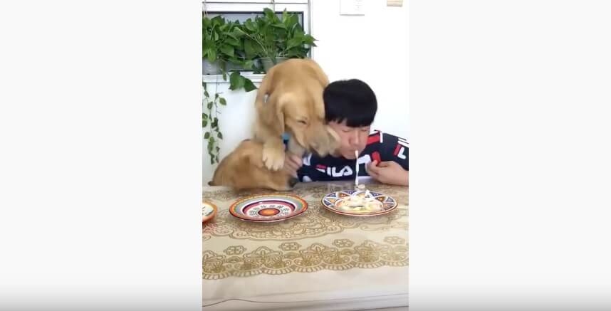 ゴールデンレトリーバー,動画