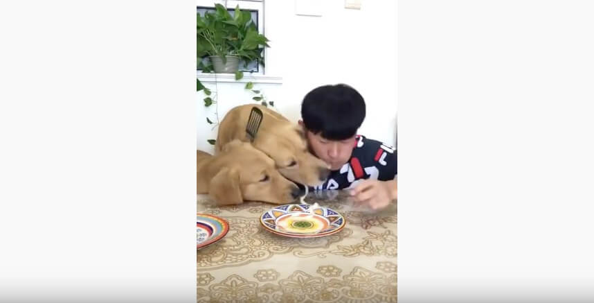 ゴールデンレトリーバー,動画