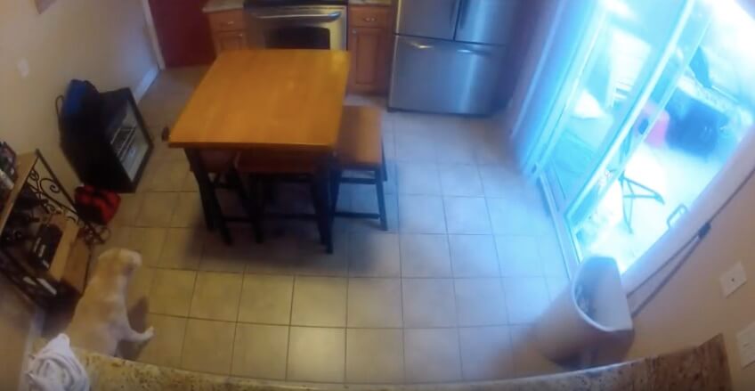 ラブラドールレトリーバー,動画