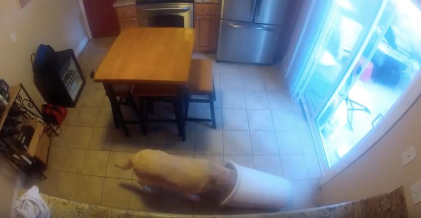 ラブラドールレトリーバー,動画