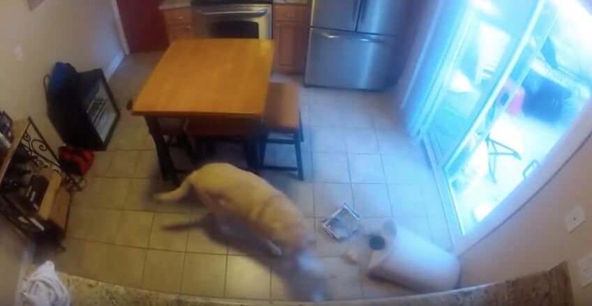 ラブラドールレトリーバー,動画